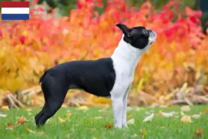 Read more about the article Criadores de Boston Terrier e cachorros nos Países Baixos