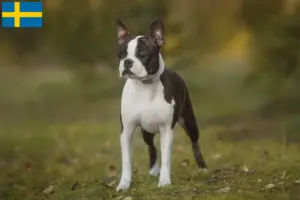 Read more about the article Criadores de Boston Terrier e cachorros na Suécia