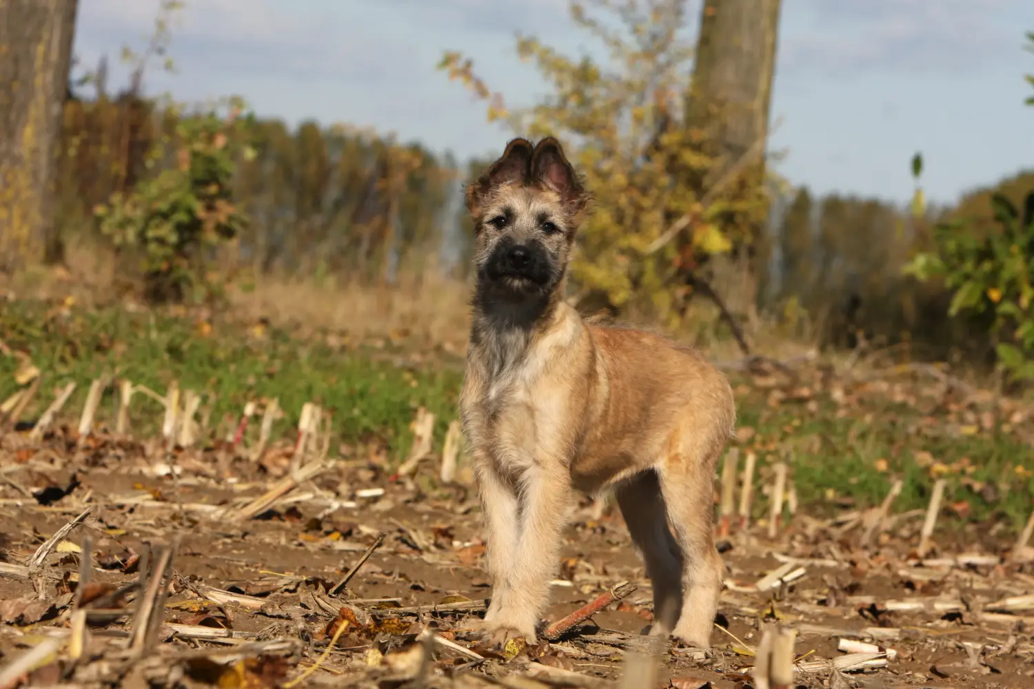 Comprar um cachorro Bouvier des Ardennes significa assumir responsabilidades! Comprar cachorros Bouvier des Ardennes.