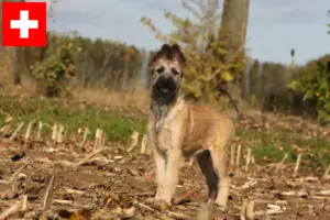 Read more about the article Criadores de Bouvier des Ardennes e cachorros na Suíça