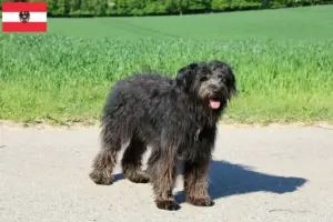 Read more about the article Criadores de Bouvier des Flandres e cachorros na Áustria