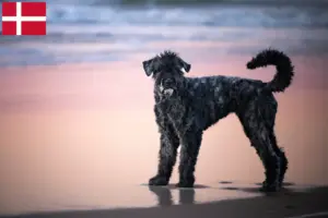 Read more about the article Criadores de Bouvier des Flandres e cachorros na Dinamarca