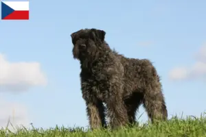 Read more about the article Criadores de Bouvier des Flandres e cachorros na República Checa