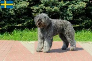 Read more about the article Criadores de Bouvier des Flandres e cachorros na Suécia