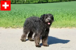 Read more about the article Criadores de Bouvier des Flandres e cachorros na Suíça