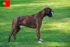 Read more about the article Boxer criadores e cachorros em Portugal