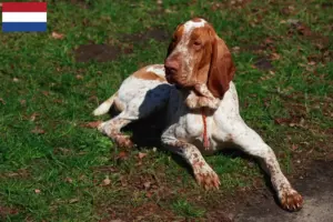 Read more about the article Criadores e cachorros de Bracco Italiano nos Países Baixos