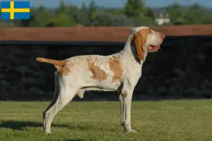Read more about the article Criadores de Bracco Italiano e cachorros na Suécia