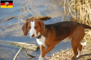 Read more about the article Criadores de Bracke alemão e cachorros em Sarre