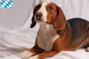 Read more about the article Criadores de Bracke alemão e cachorros na Baviera