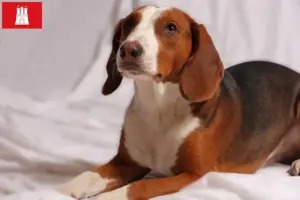Read more about the article Criadores de Bracke alemão e cachorros em Hamburgo
