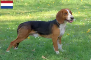 Read more about the article Criadores de Bracke alemão e cachorros nos Países Baixos