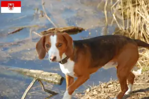 Read more about the article Criadores de Bracke alemão e cachorros em Brandenburg