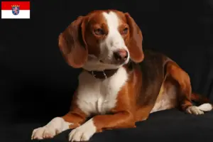Read more about the article Criadores de Bracke alemão e cachorros em Hessen