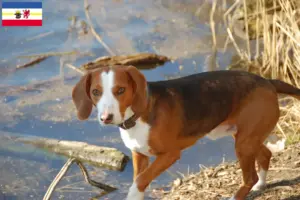 Read more about the article Criadores de Bracke alemão e cachorros em Mecklenburg-Vorpommern