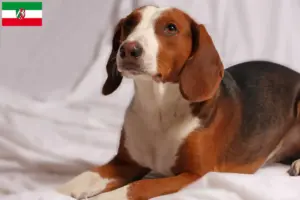 Read more about the article Criadores de Bracke alemão e cachorros na Renânia do Norte-Vestefália
