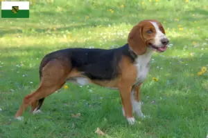 Read more about the article Criadores de Bracke alemão e cachorros na Saxónia