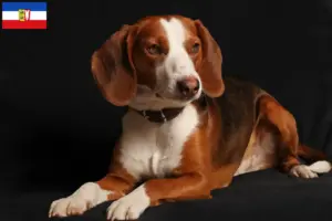 Read more about the article Criadores de Bracke alemão e cachorros em Schleswig-Holstein