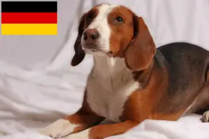 Read more about the article Criadores de Bracke alemão e cachorros na Alemanha
