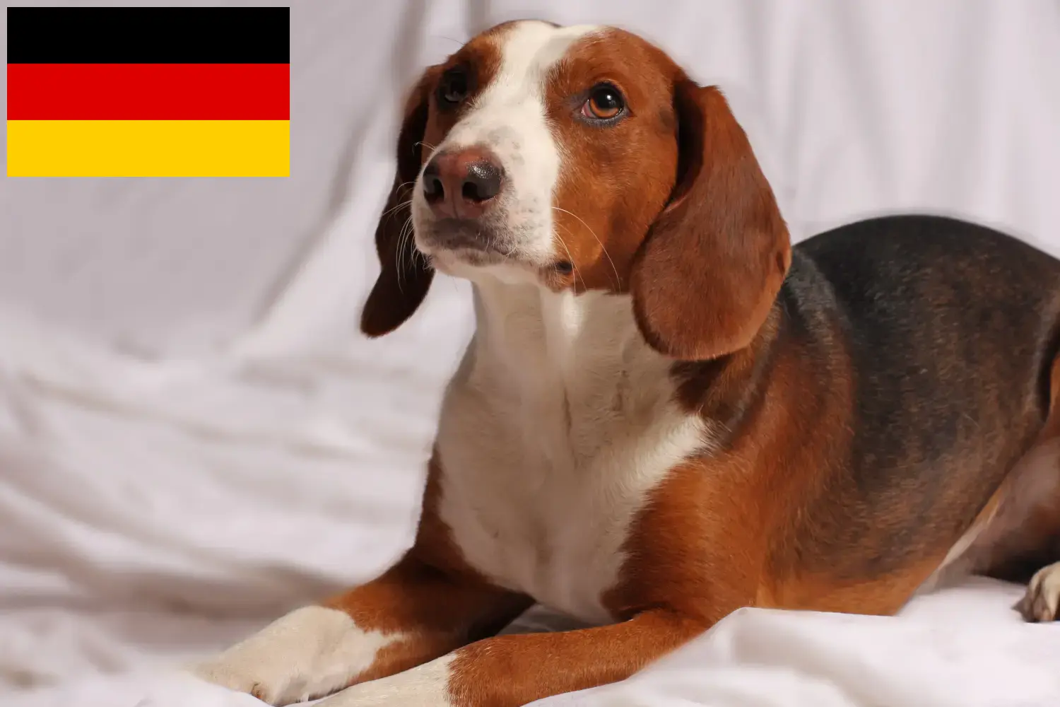 Read more about the article Criadores de Bracke alemão e cachorros na Alemanha