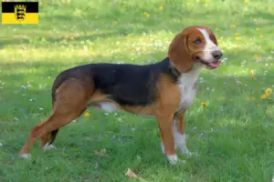 Read more about the article Criadores de Bracke alemão e cachorros em Baden-Württemberg
