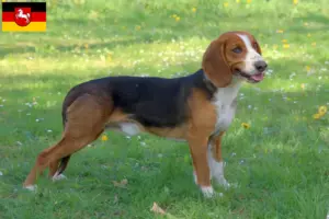 Read more about the article Criadores de Bracke alemão e cachorros na Baixa Saxónia
