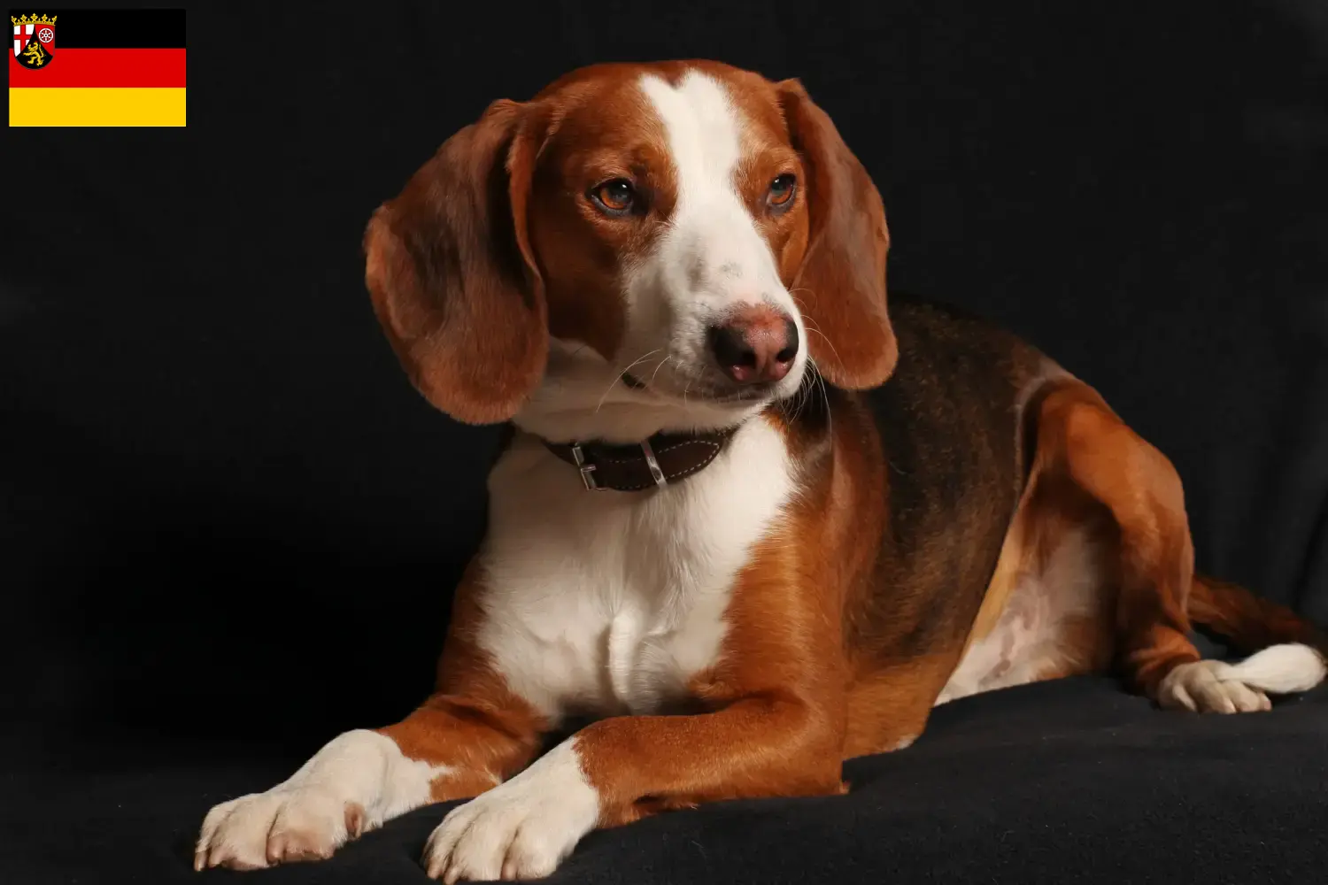 Bracke alemão cachorros e criadores Renânia-Palatinado Aqui pode encontrar criadores de Bracken alemães em Rhineland-Palatinate.
