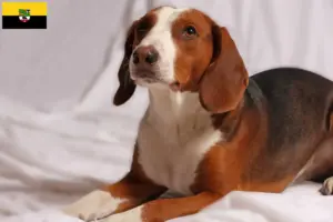 Read more about the article Criadores de Bracke alemão e cachorros em Saxónia-Anhalt