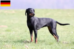 Read more about the article Brandlbracke criadores e cachorros na Alemanha