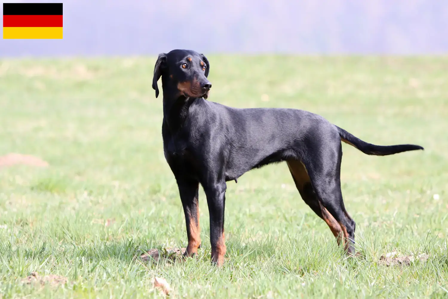 Read more about the article Brandlbracke criadores e cachorros na Alemanha