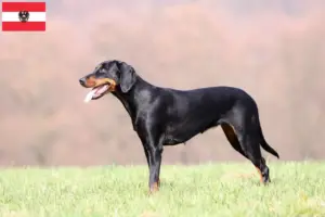 Read more about the article Criadores de Brandlbracke e cachorros na Áustria