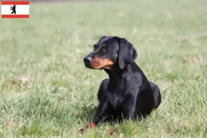 Read more about the article Brandlbracke criadores e cachorros em Berlim