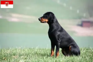 Read more about the article Brandlbracke criadores e cachorros em Brandenburg