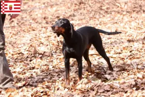 Read more about the article Brandlbracke criadores e cachorros em Bremen