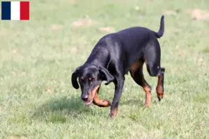 Read more about the article Criadores de Brandlbracke e cachorros em França