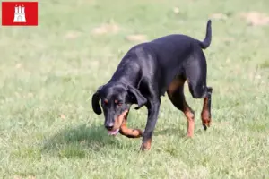 Read more about the article Brandlbracke criadores e cachorros em Hamburgo