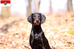 Read more about the article Brandlbracke criadores e cachorros em Hessen
