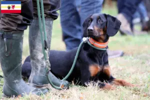 Read more about the article Brandlbracke criadores e cachorros em Mecklenburg-Vorpommern