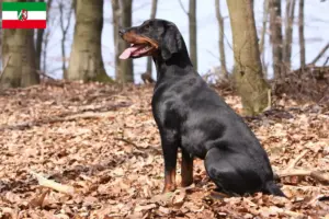 Read more about the article Brandlbracke criadores e cachorros na Renânia do Norte-Vestefália