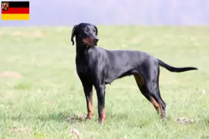 Read more about the article Brandlbracke criadores e cachorros em Renânia-Palatinado