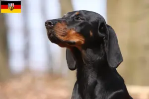 Read more about the article Brandlbracke criadores e cachorros em Sarre