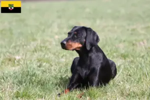 Read more about the article Brandlbracke criadores e cachorros em Saxónia-Anhalt