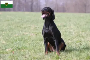 Read more about the article Criadores de Brandlbracke e cachorros na Saxónia