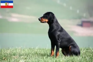 Read more about the article Criadores de Brandlbracke e cachorros em Schleswig-Holstein
