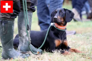 Read more about the article Criadores de Brandlbracke e cachorros na Suíça