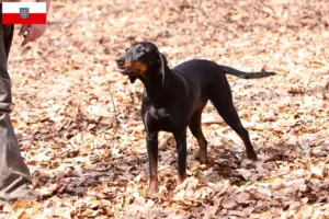 Read more about the article Brandlbracke criadores e cachorros na Turíngia