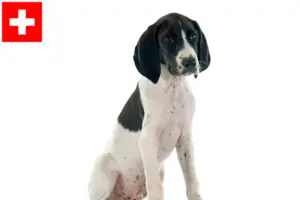 Read more about the article Braque d’Auvergne criadores e cachorros na Suíça