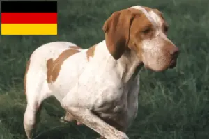 Read more about the article Braque de l’Ariège criadores e cachorros na Alemanha