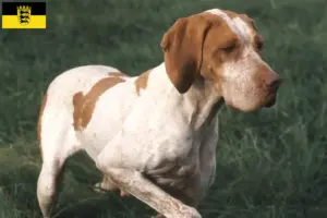 Read more about the article Braque de l’Ariège criadores e cachorros em Baden-Württemberg