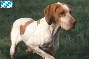 Read more about the article Braque de l’Ariège criadores e cachorros na Baviera